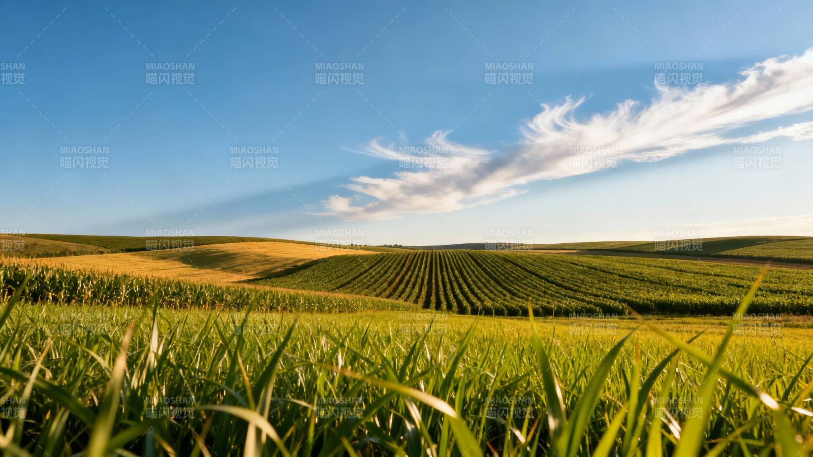 绿野蓝天 丰收在望图片