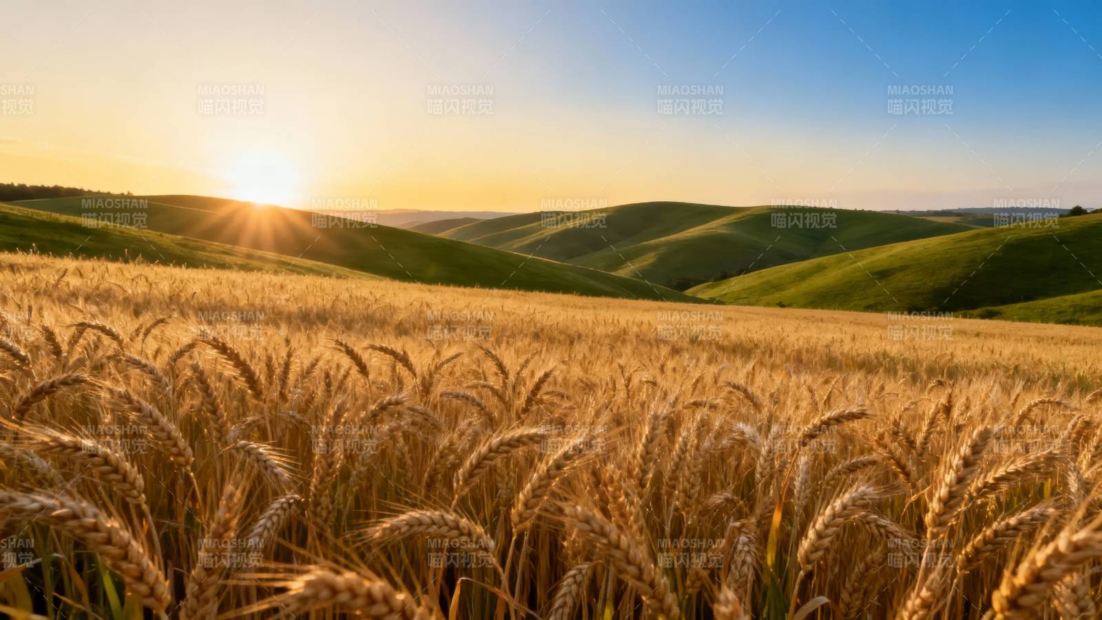 金麦迎日 田野如画图片