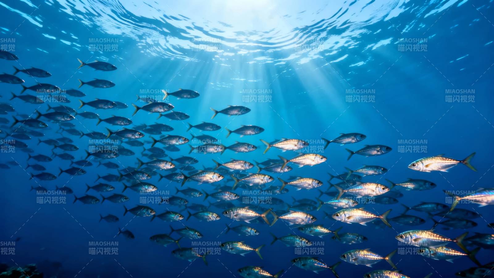 鱼群游弋深海图片