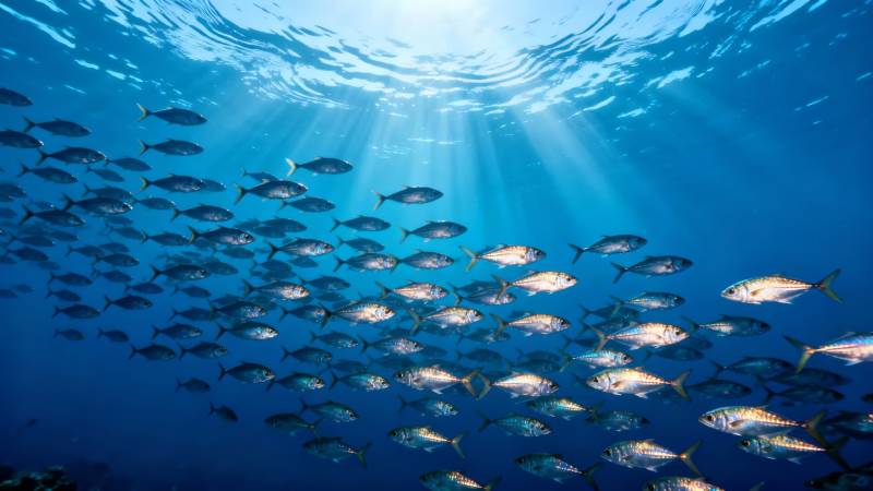 鱼群游弋深海图片