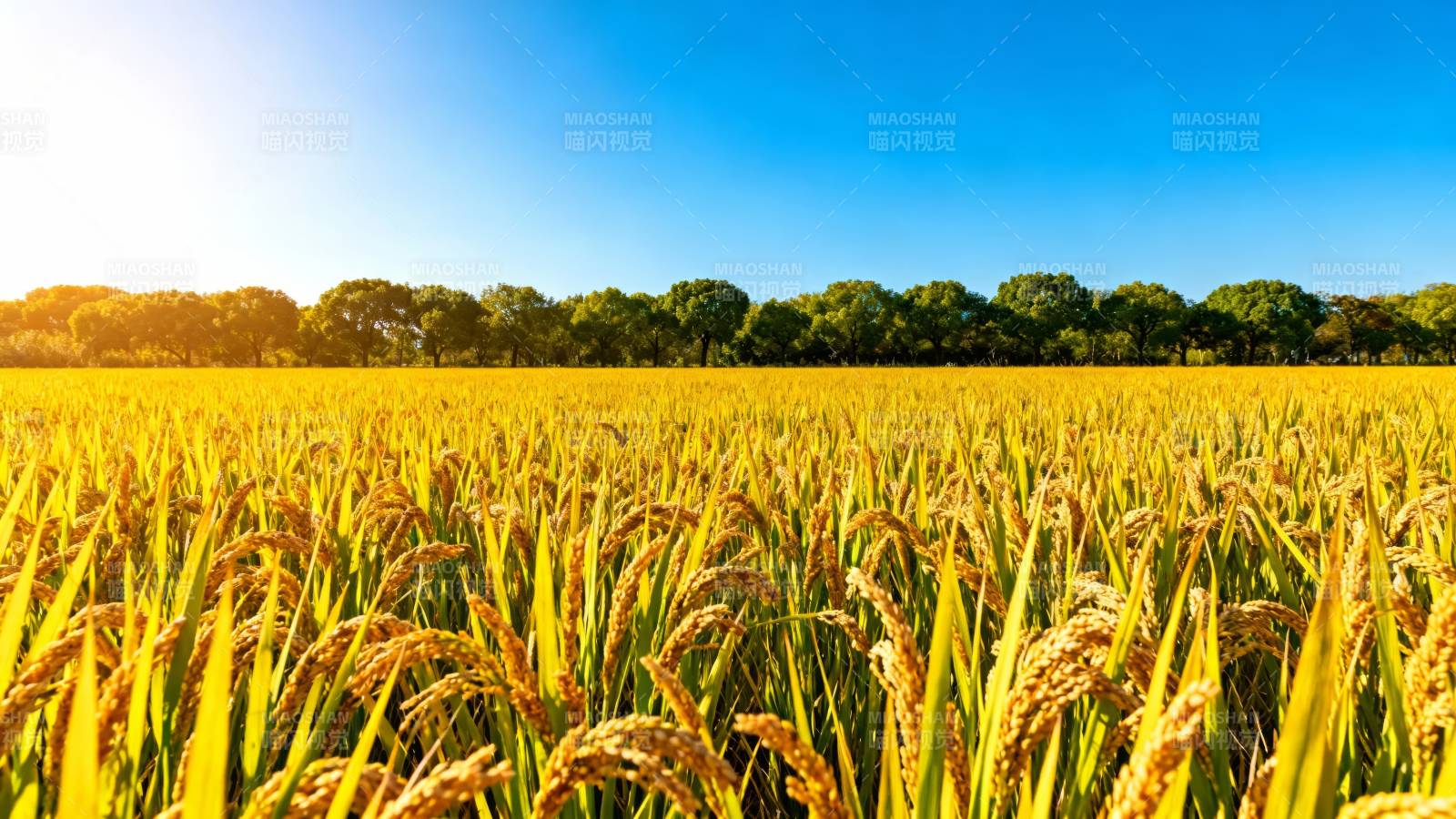 金秋稻田风光图片