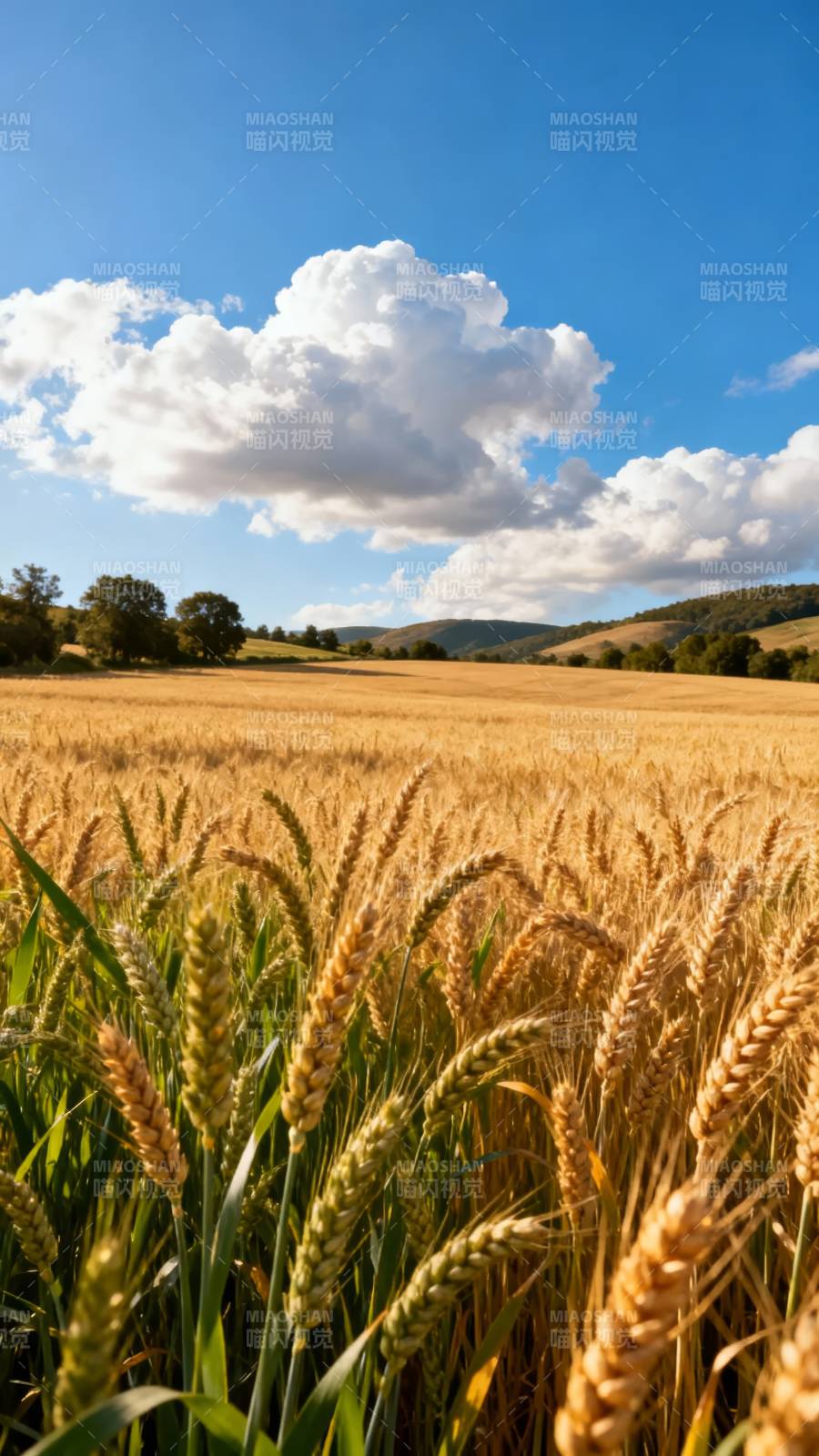 金麦飘香 云淡风轻图片