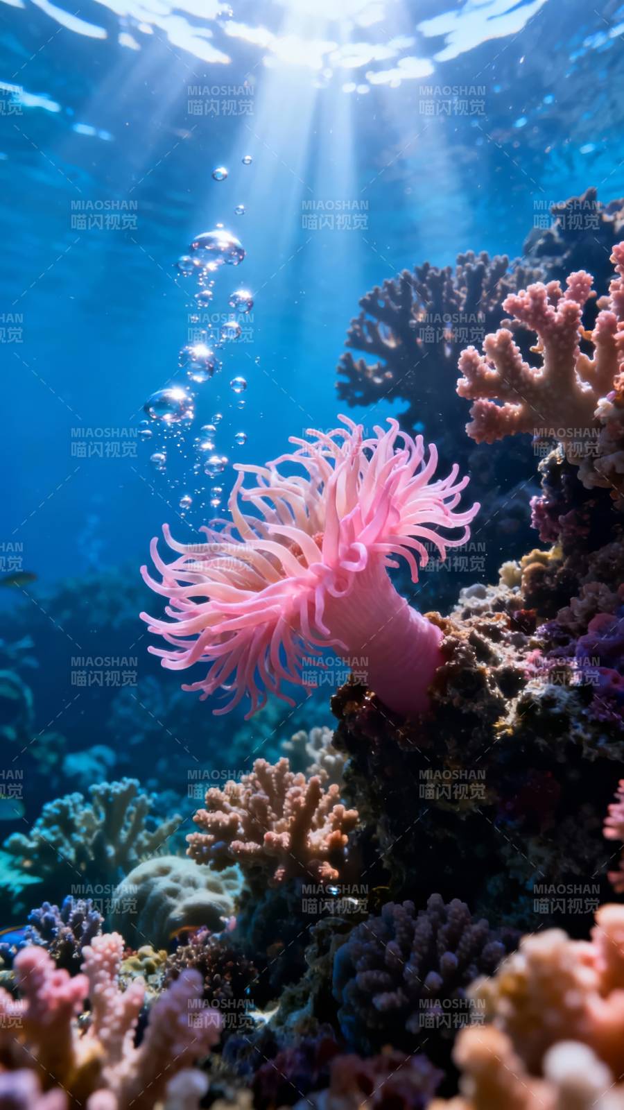 珊瑚海之光图片