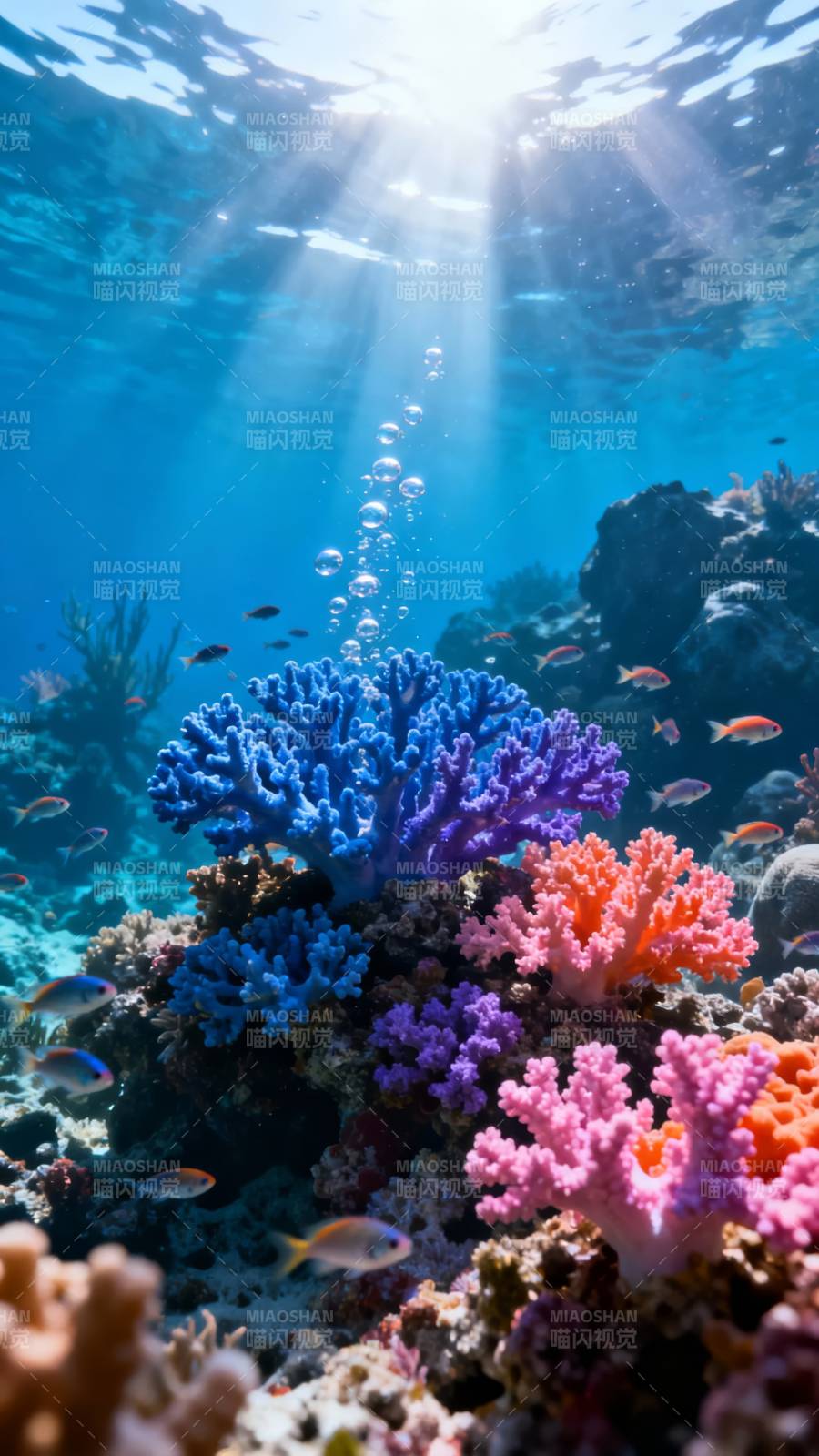 海底珊瑚奇观图片