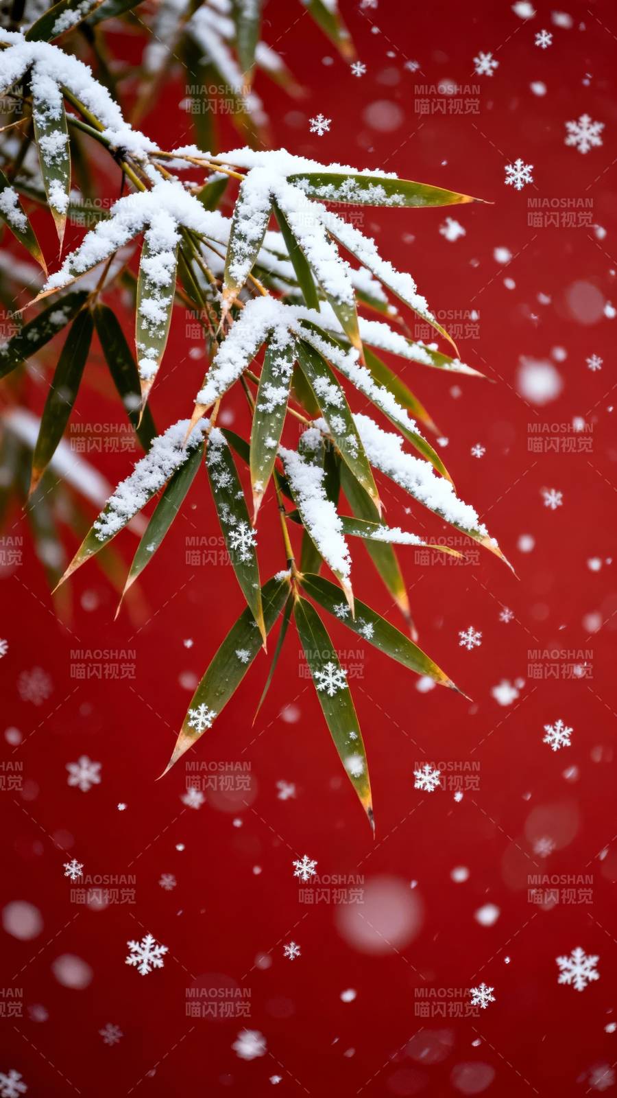 雪落竹枝红背景图片
