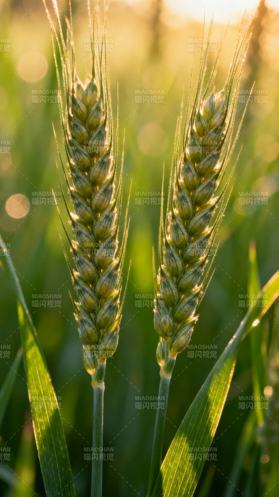 金穗迎光图片