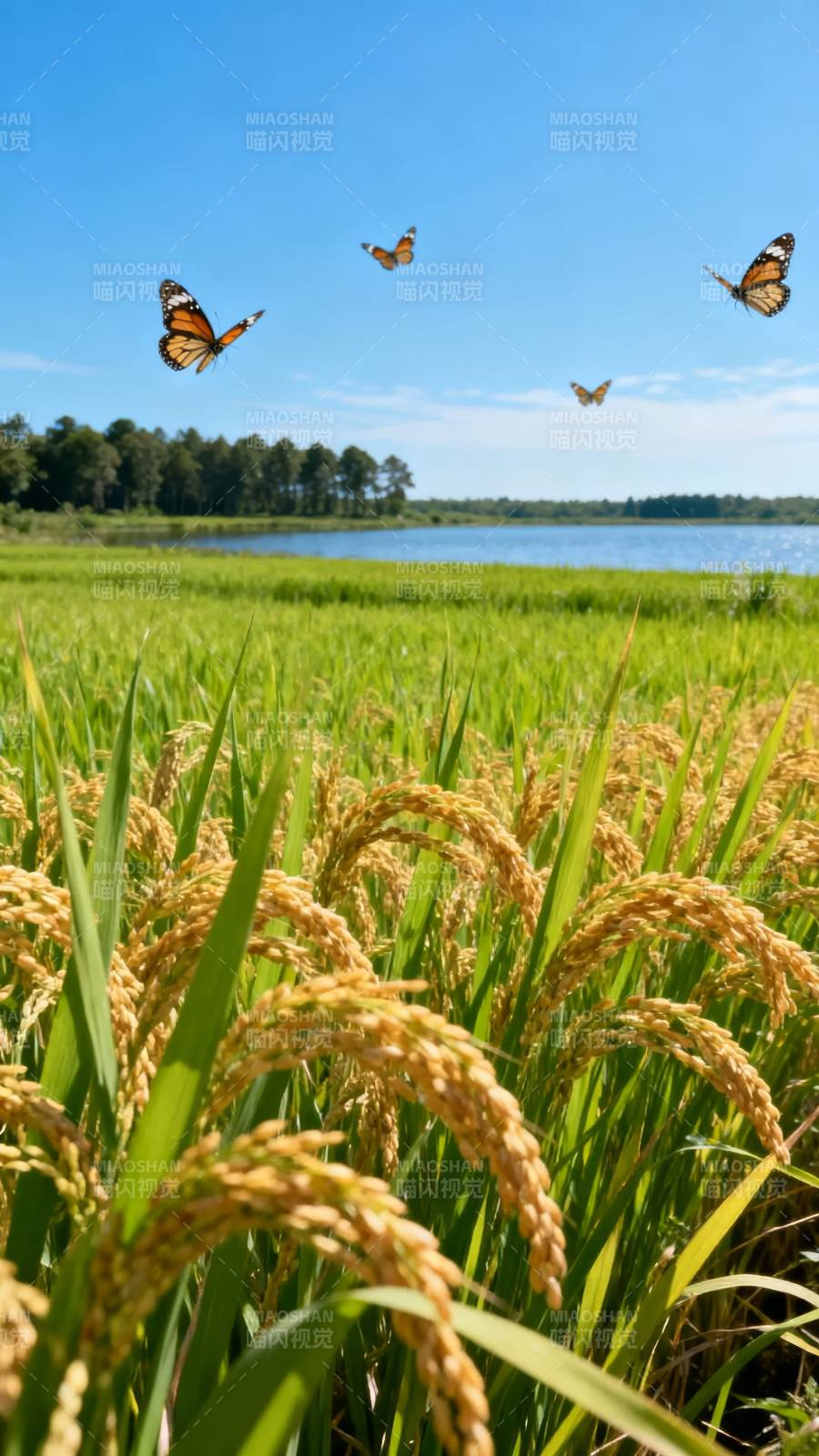 稻田蝶舞图片