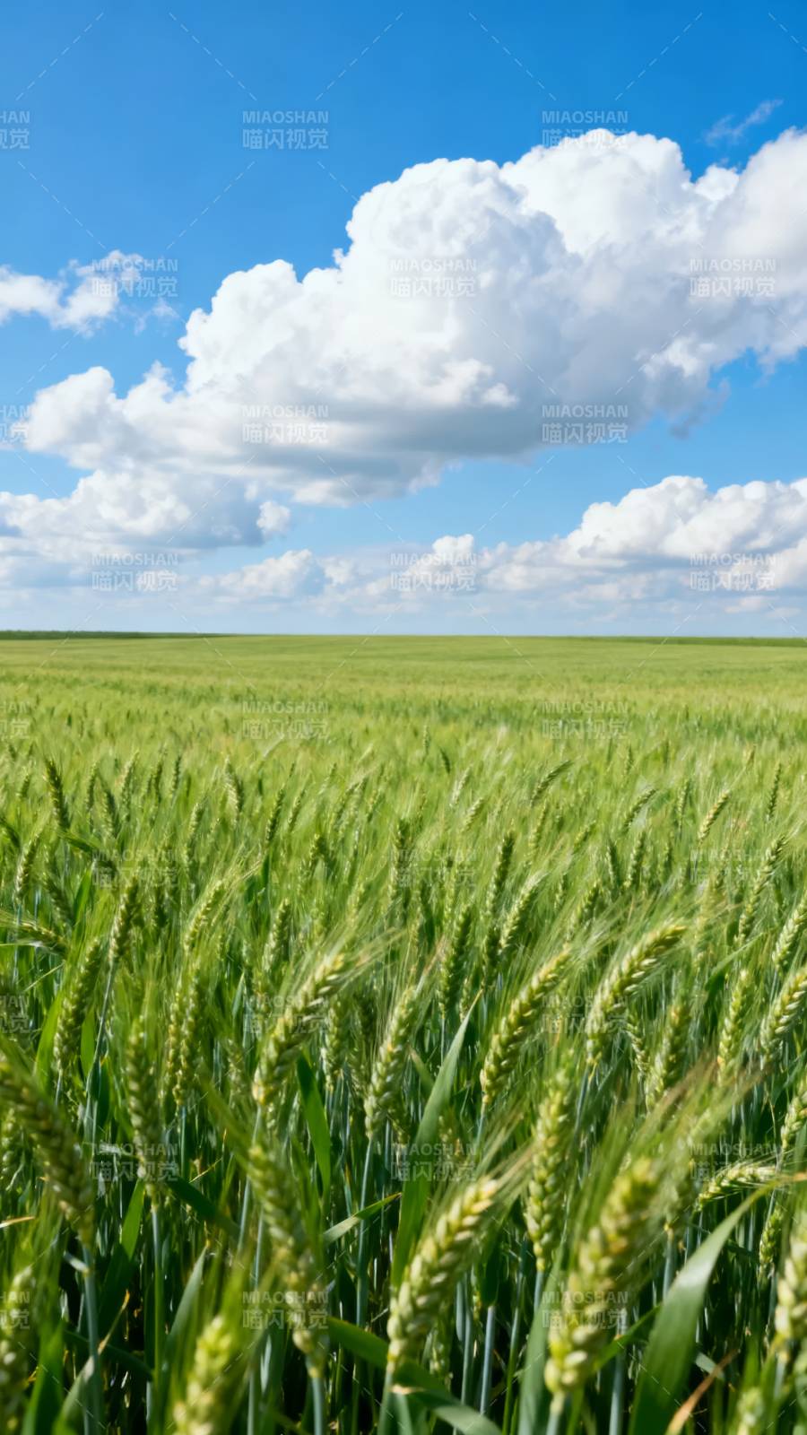 绿野蓝天 麦浪翻滚图片