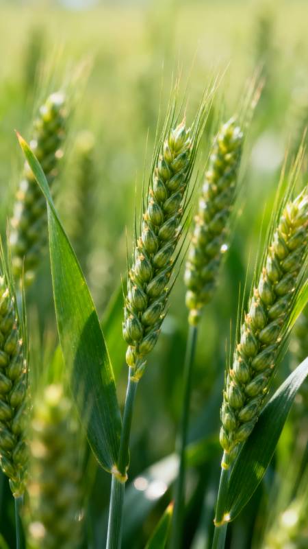 绿麦穗迎风摇曳图片