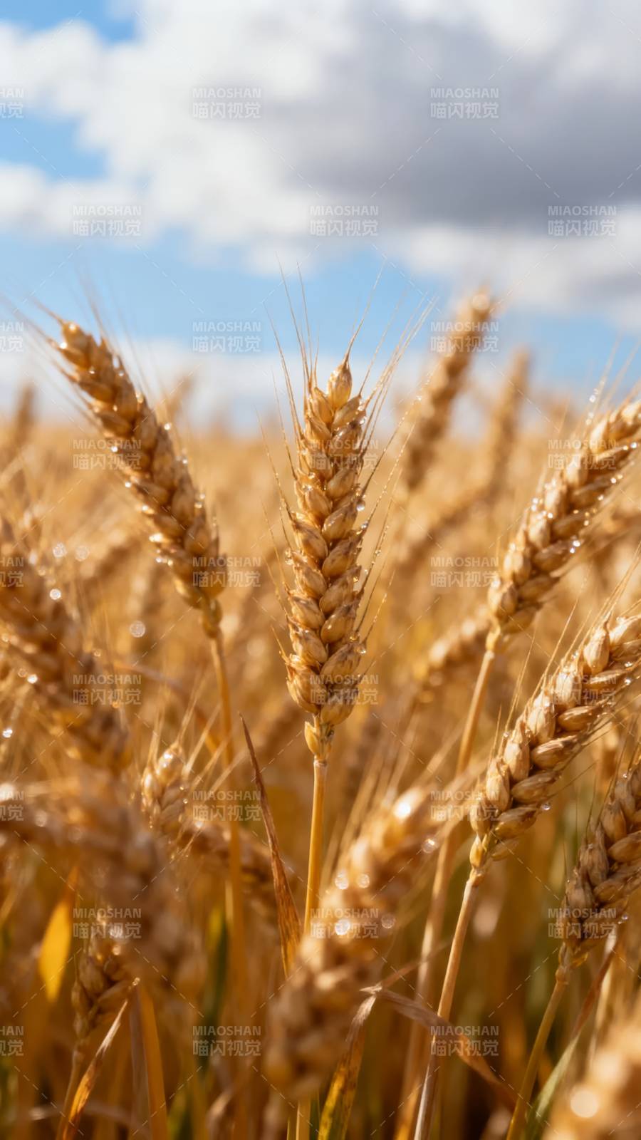 金麦迎风摇曳图片