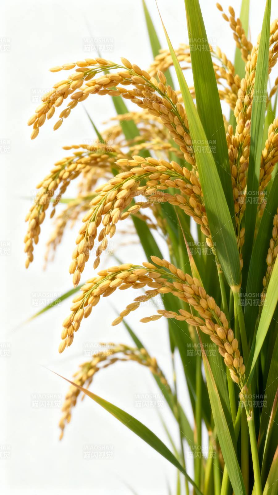 金稻飘香图片