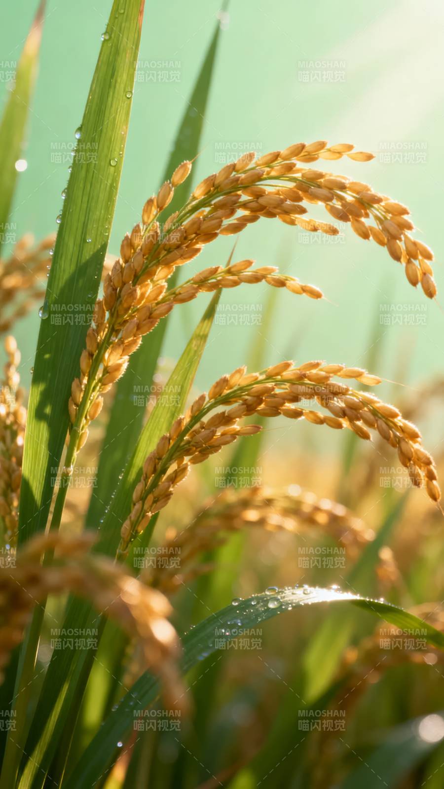 金稻露珠晨光图片