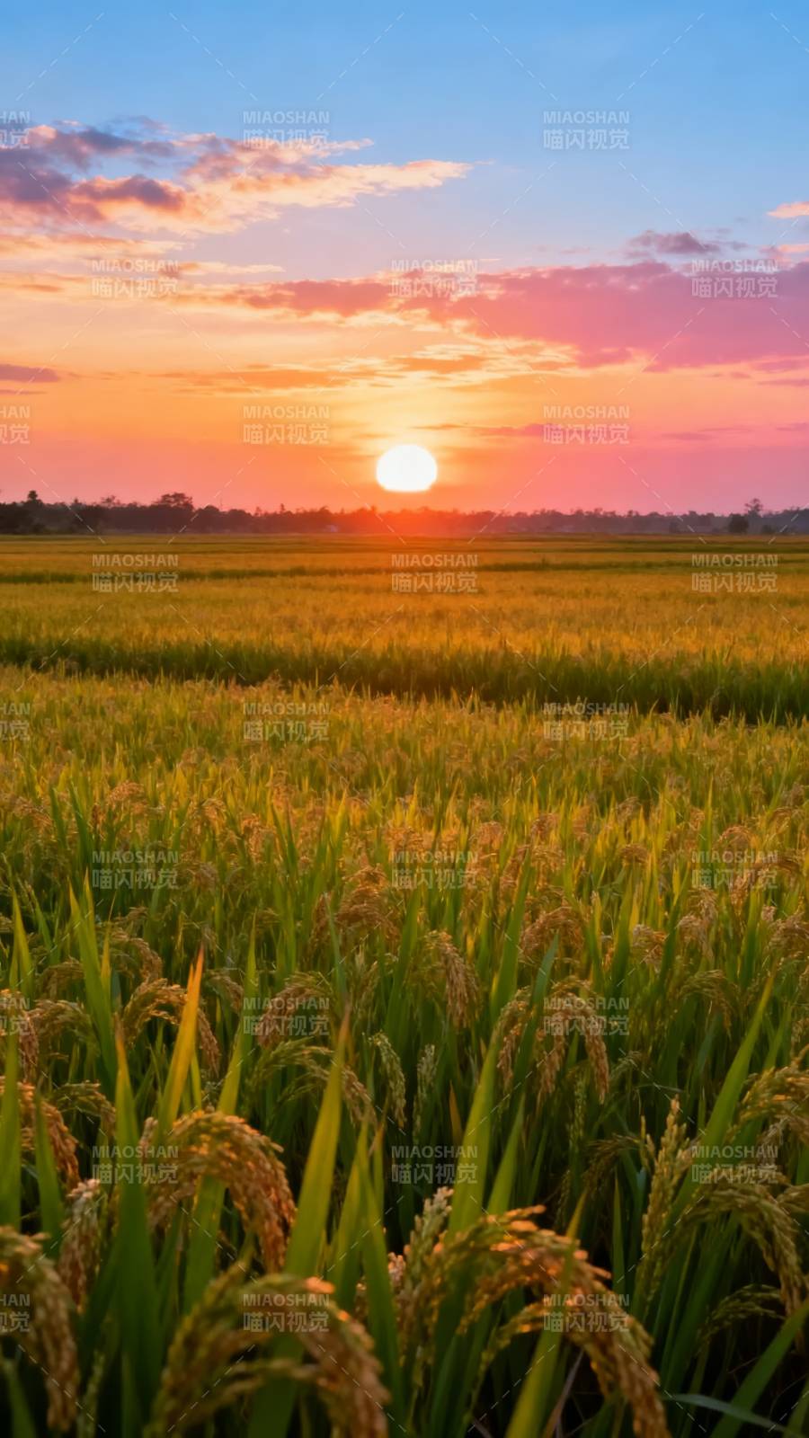 稻田日落美景图片