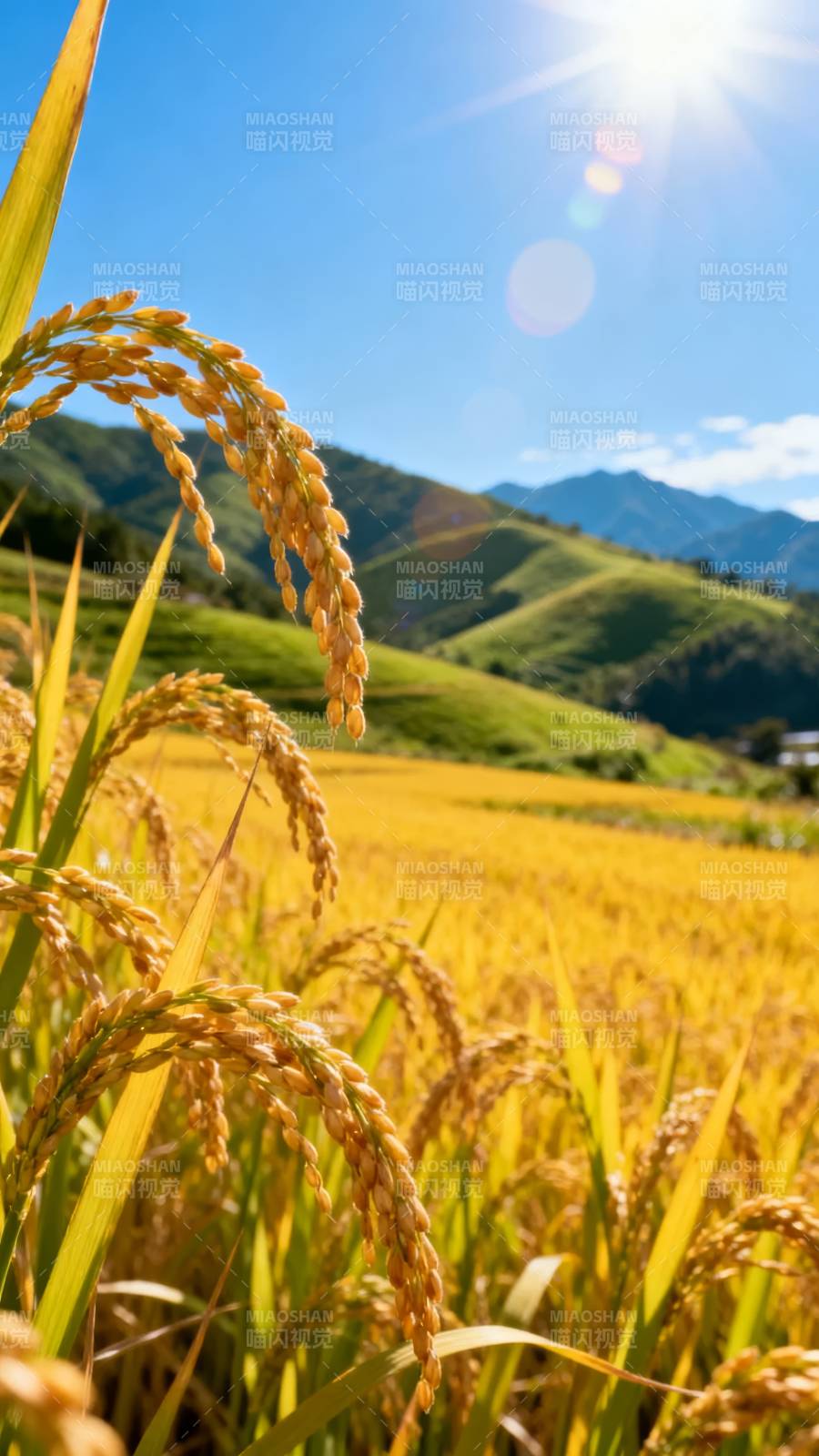 金稻映山光图片