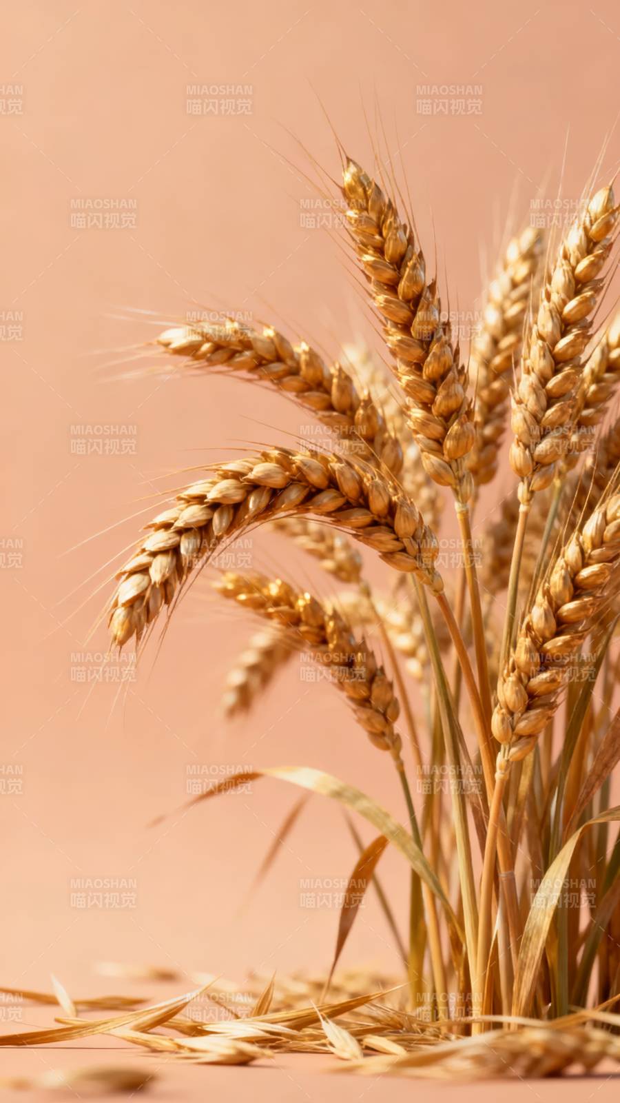 金穗迎风摇曳图片