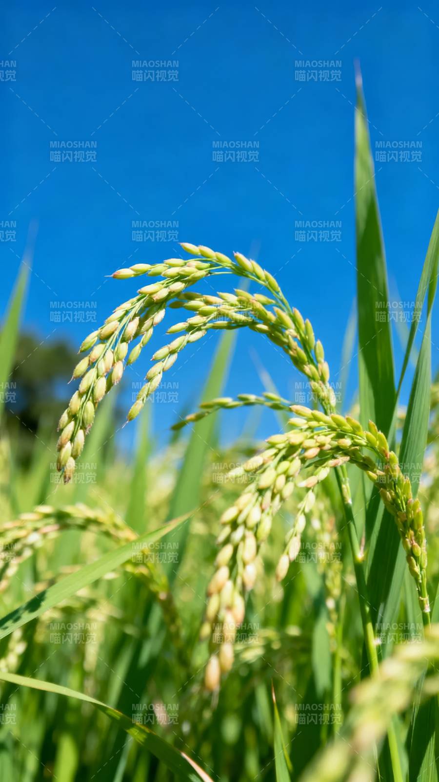 稻穗迎风摇曳图片
