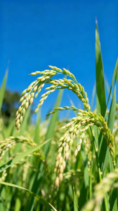 稻穗迎风摇曳图片