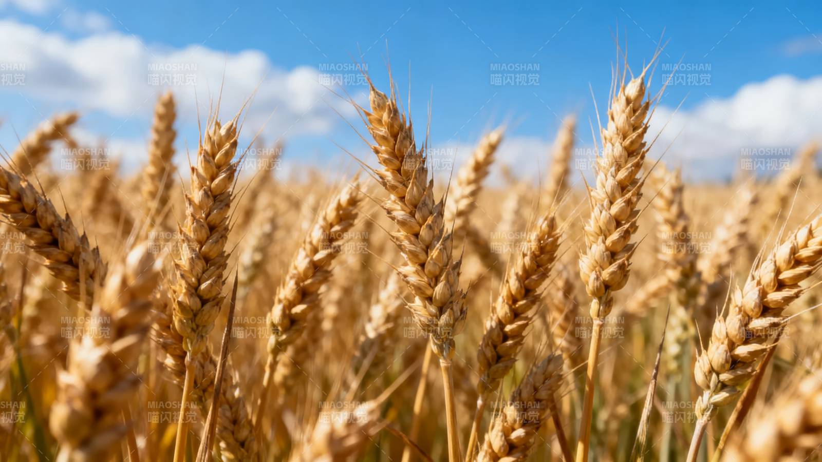 金黄麦田迎风摇曳图片