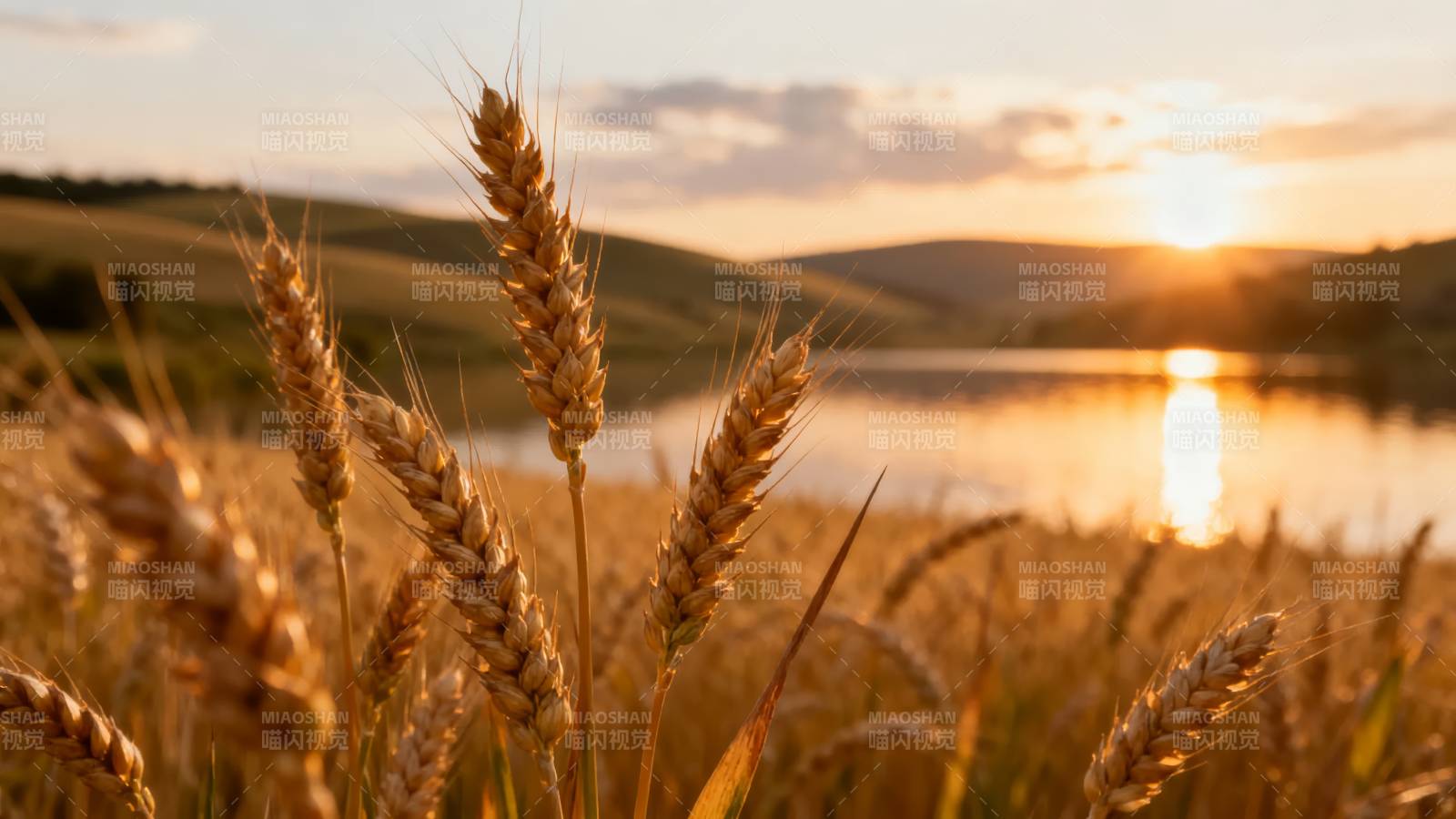 麦浪夕阳映湖光图片