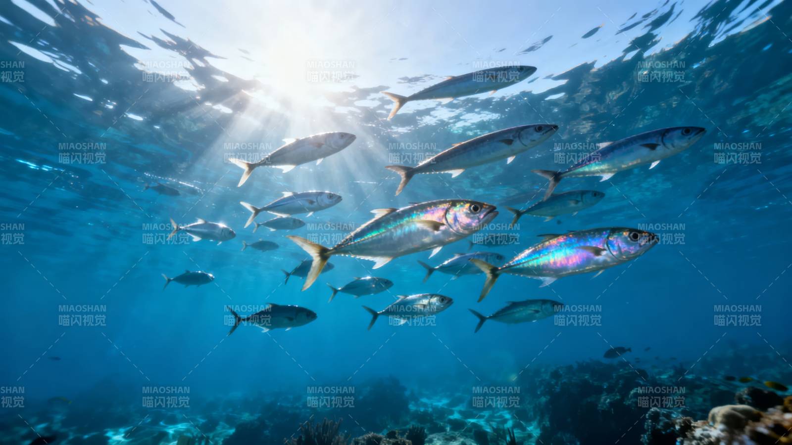 鱼群游弋海底世界图片