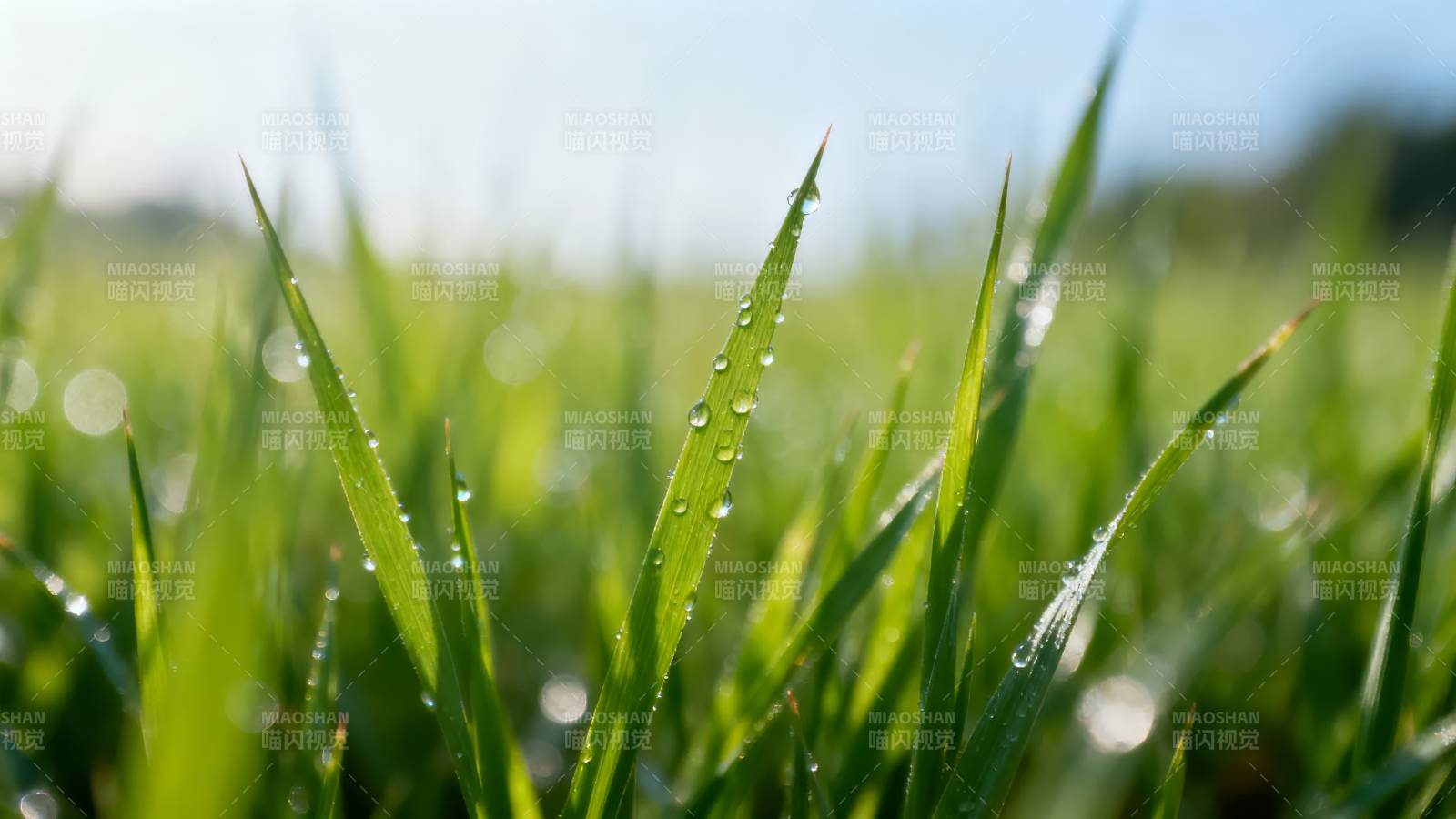 晨露绿草图片