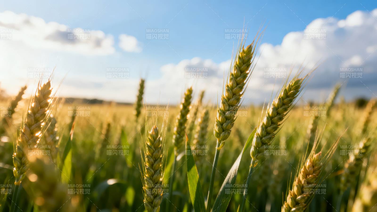 金黄麦田迎风摇曳图片