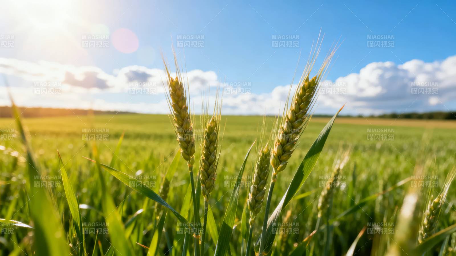 金麦迎风摇曳图片