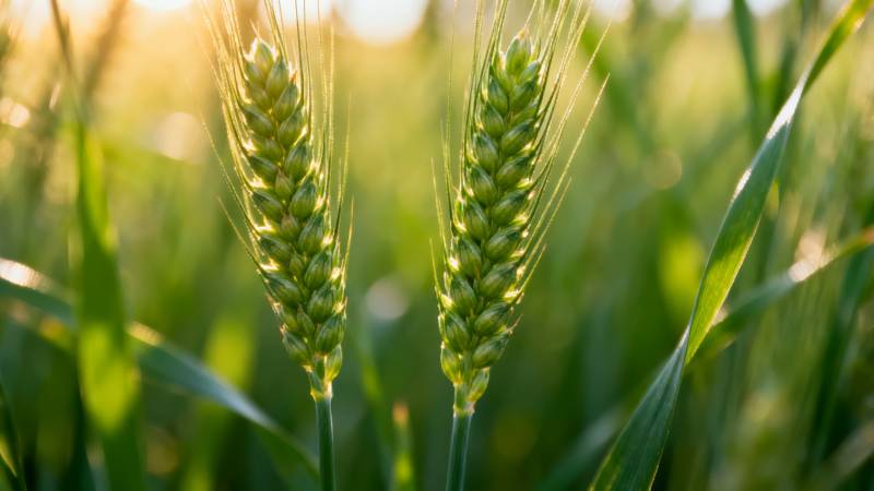 金穗迎风摇曳图片