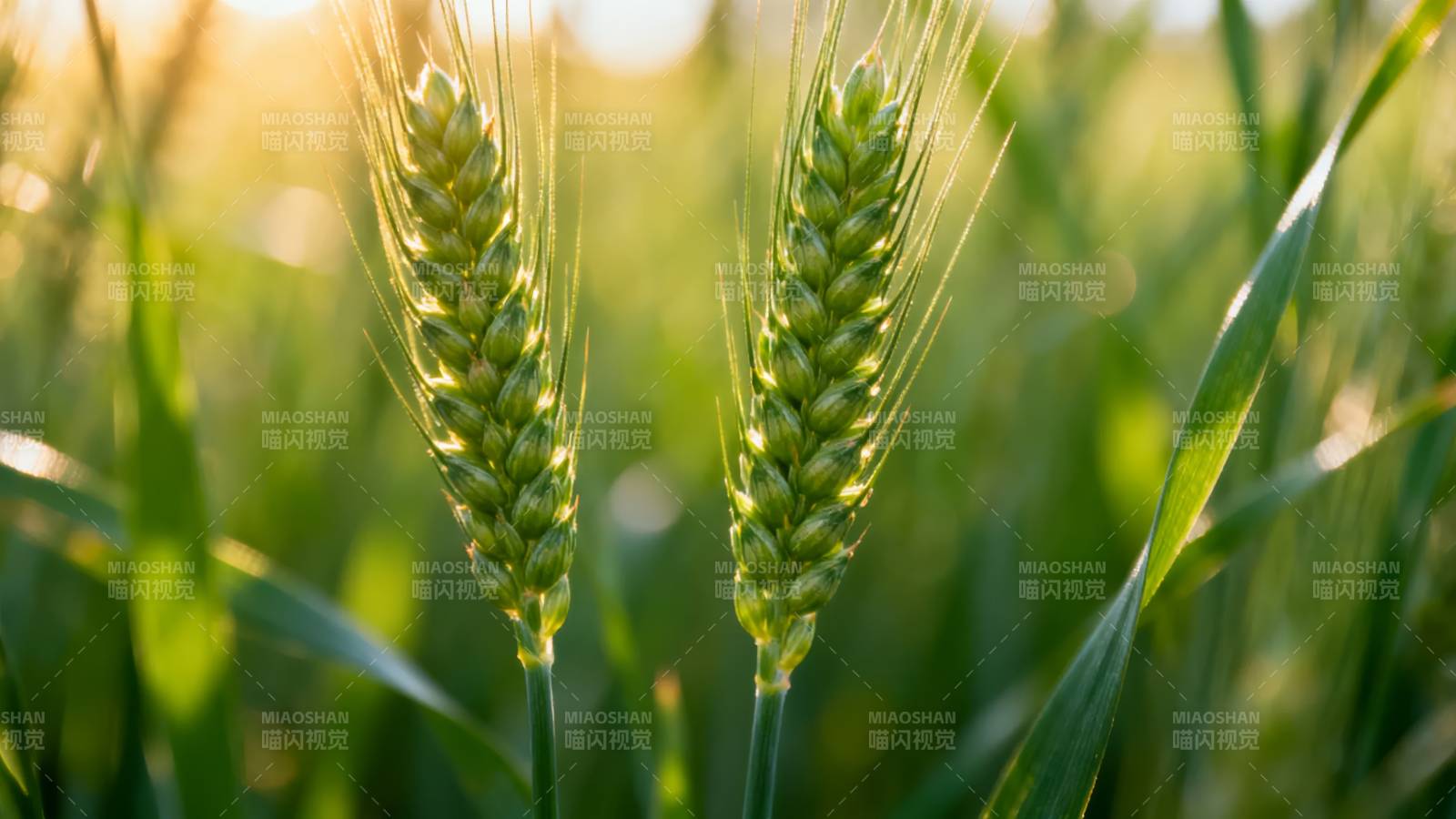 金穗迎风摇曳图片