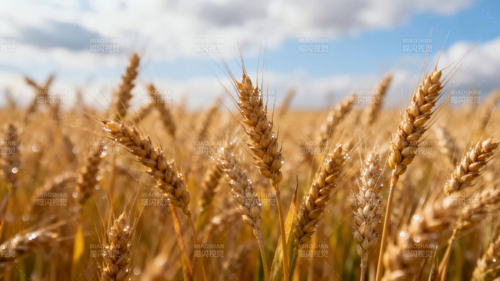 金黄麦田迎风摇曳图片