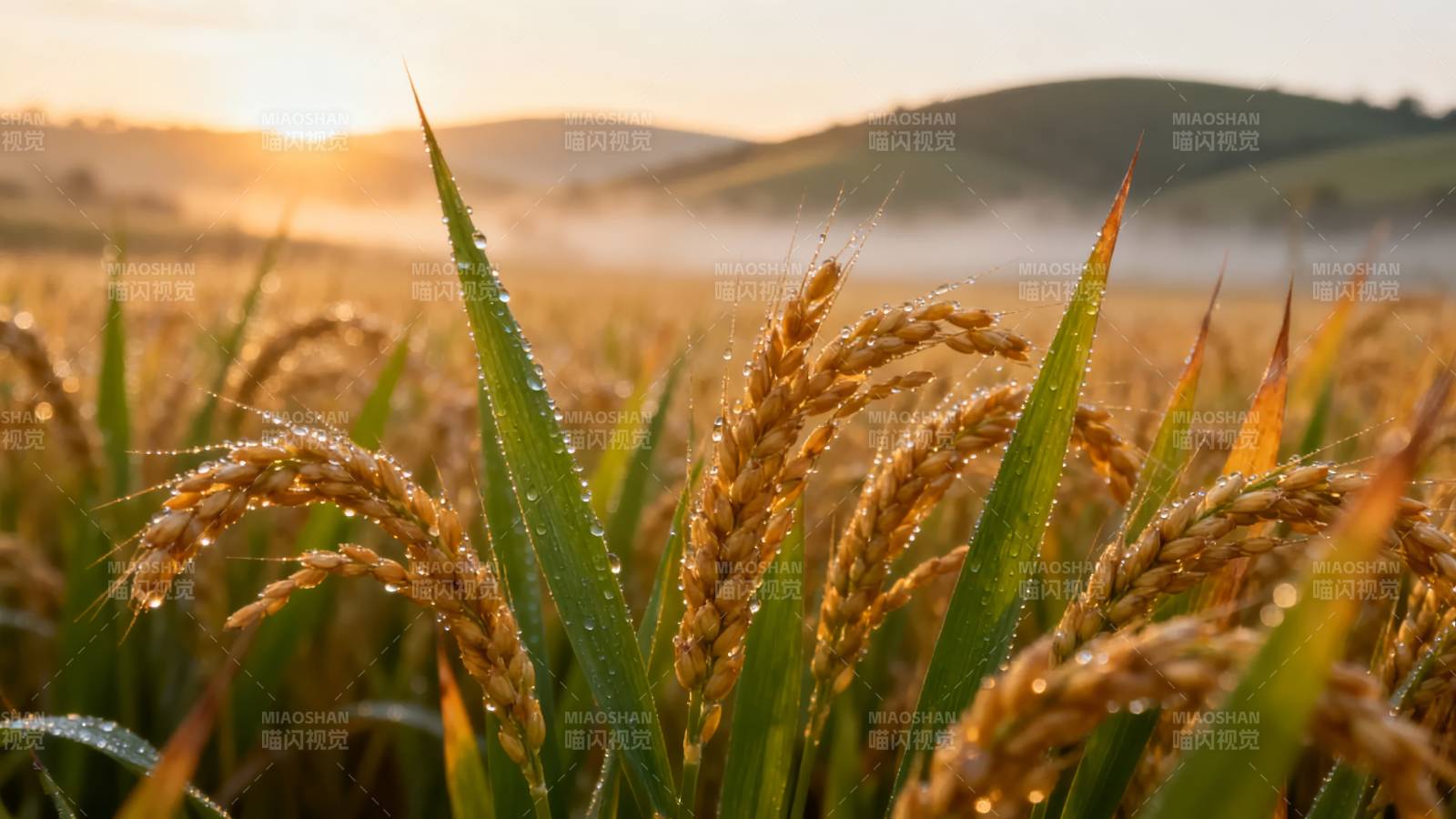 金秋稻田晨曦图片