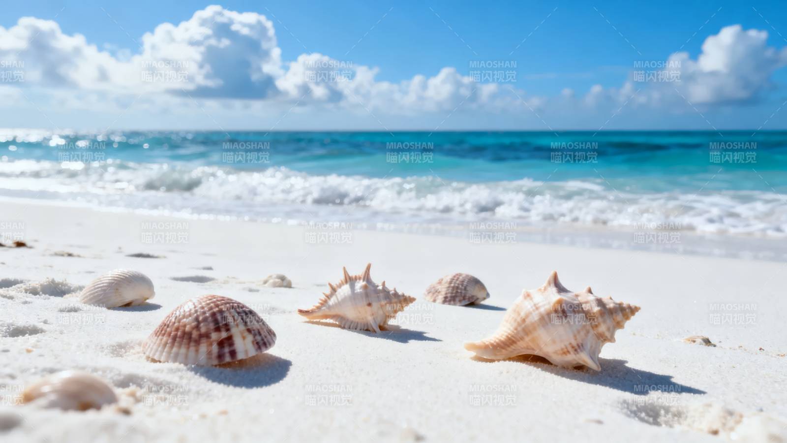 沙滩贝壳海景图片