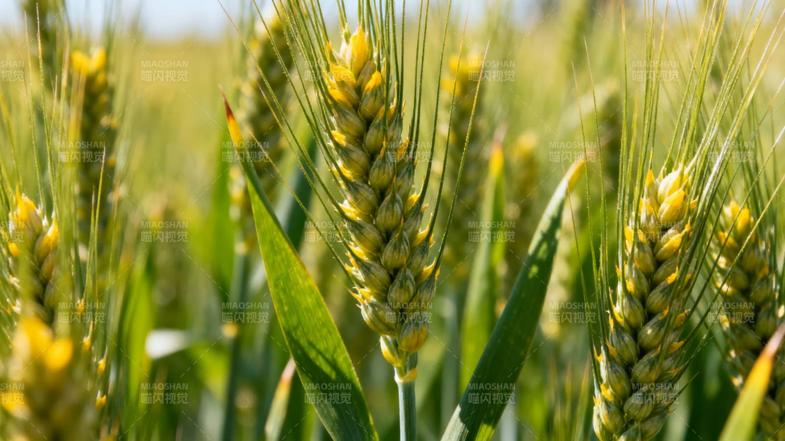 金黄麦穗迎风摇曳图片