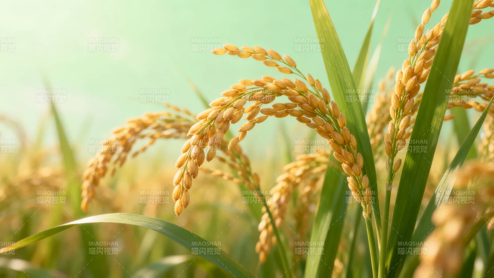 金稻摇曳迎风舞图片
