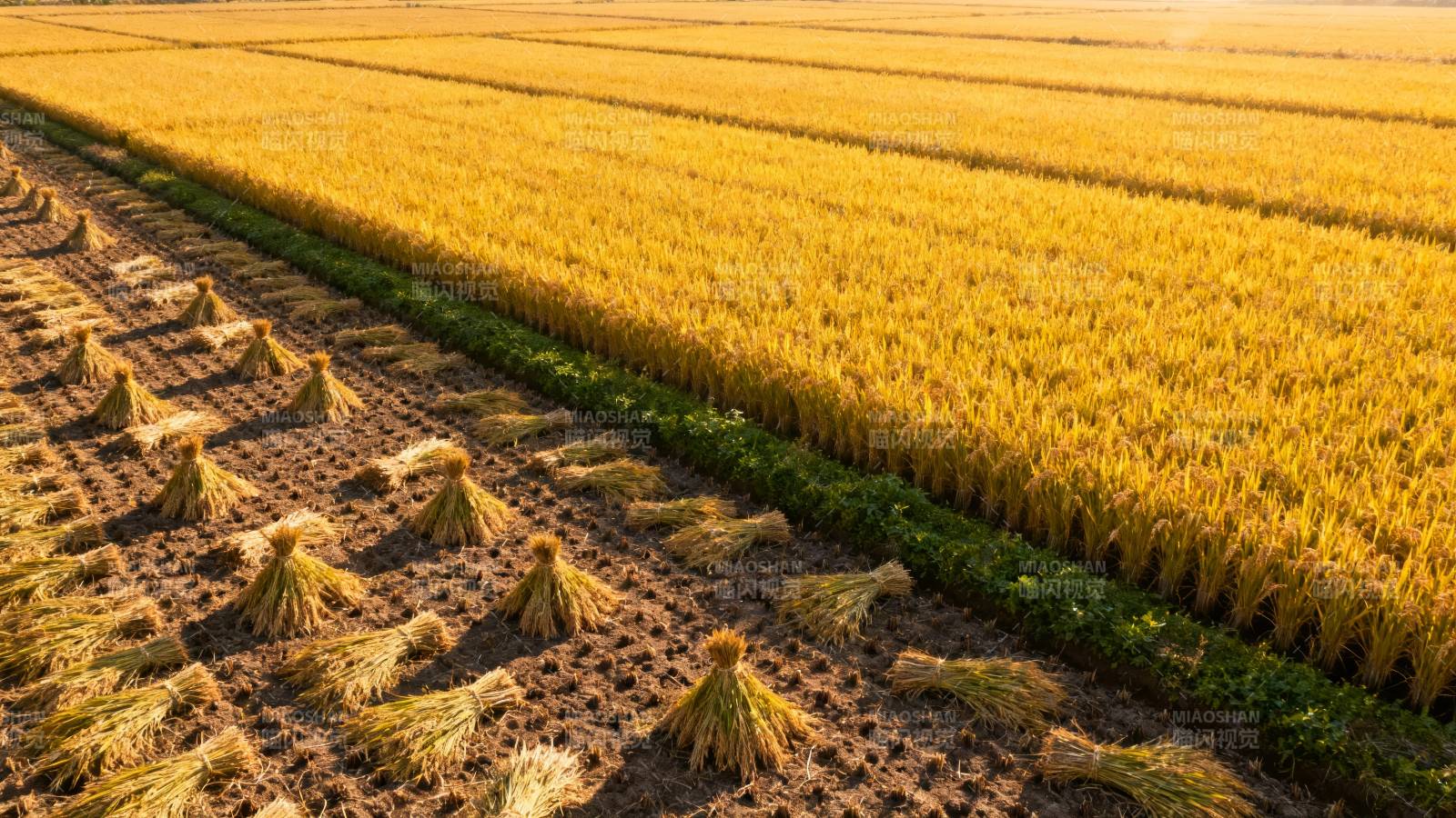 金秋麦田丰收景图片