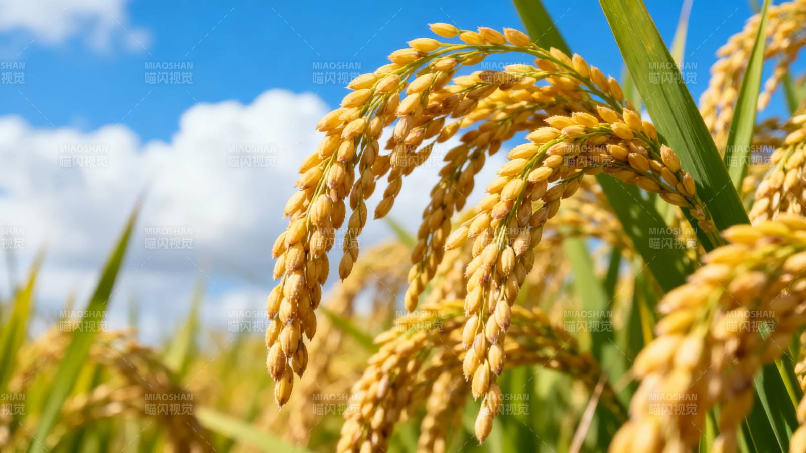 金秋稻穗丰收景图片