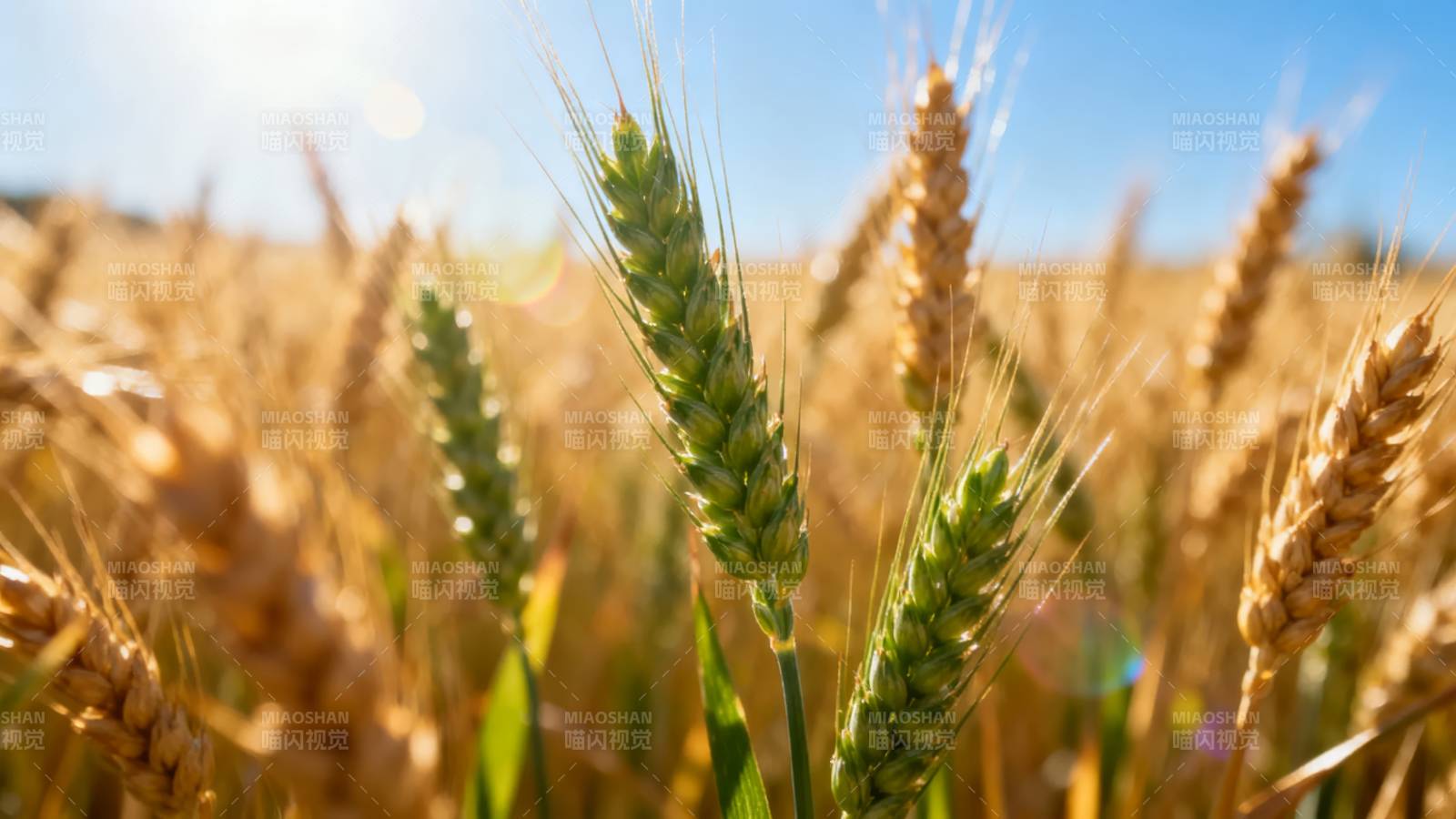 金麦迎风摇曳图片