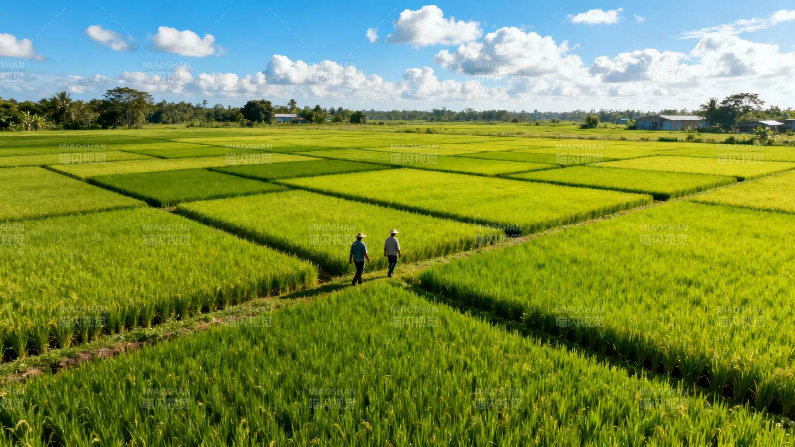 稻田行者图片