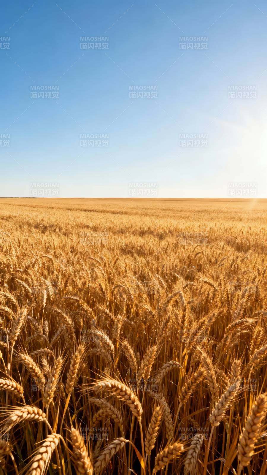 金麦迎风摇曳图片