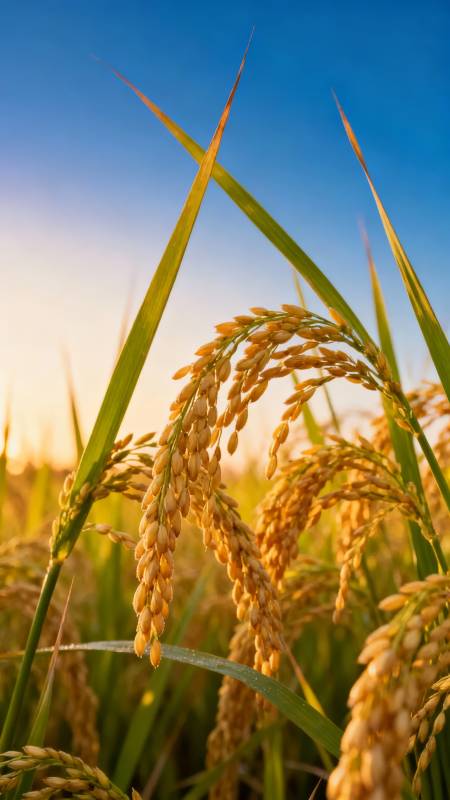 金穗迎朝阳图片