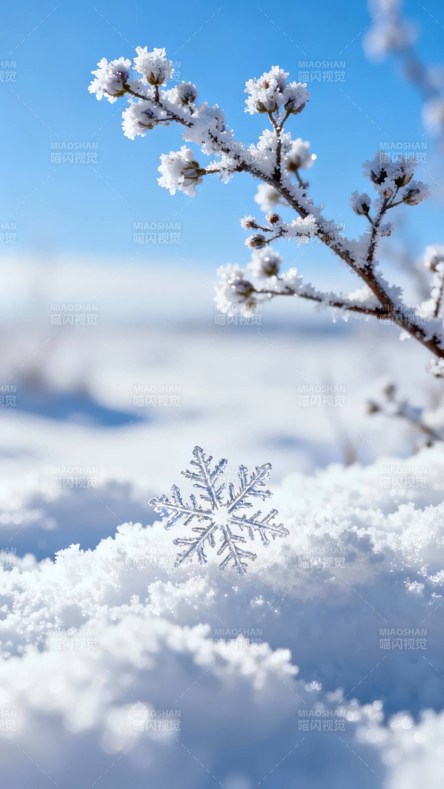 雪中绽放的枝头图片