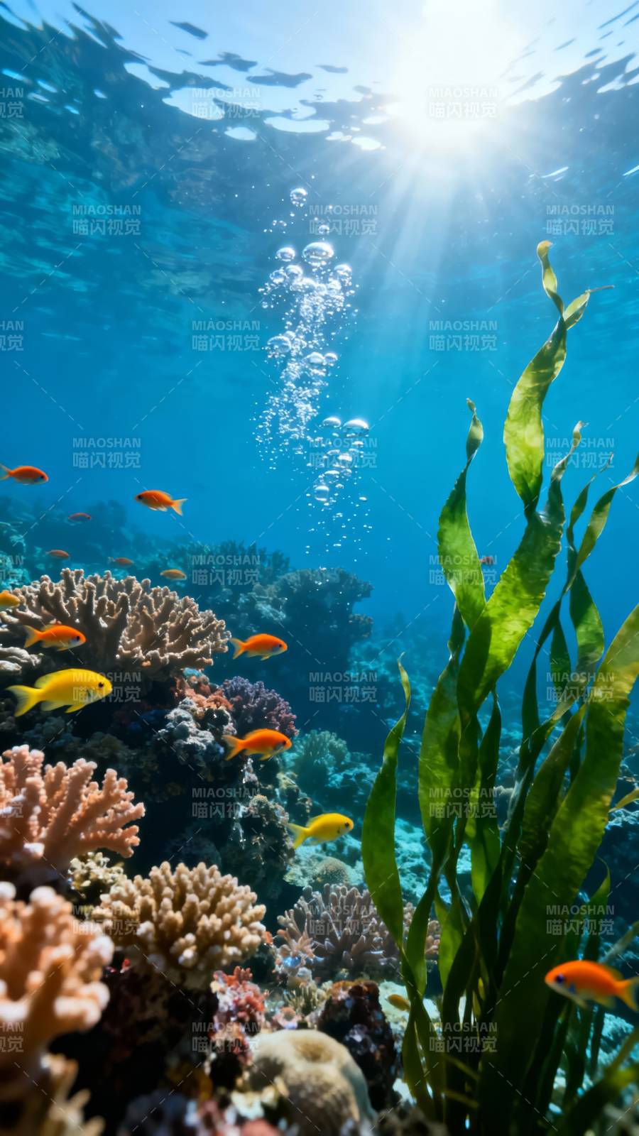 海底珊瑚鱼群图片