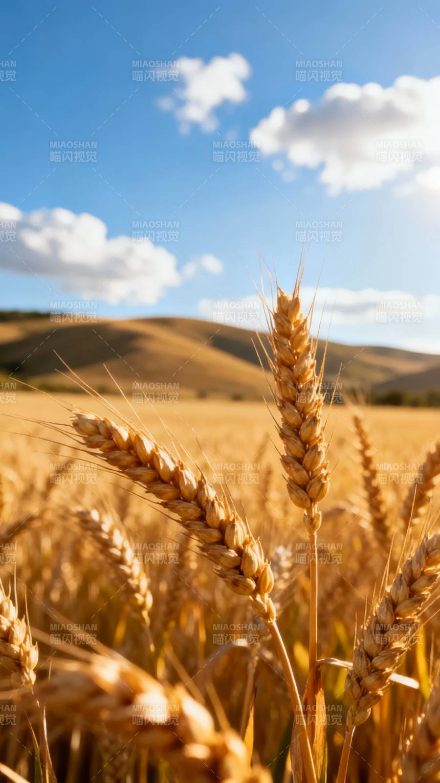 金麦迎风舞图片