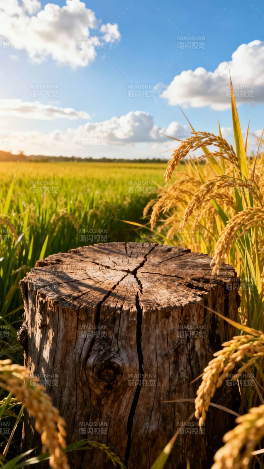 稻田中的树桩图片