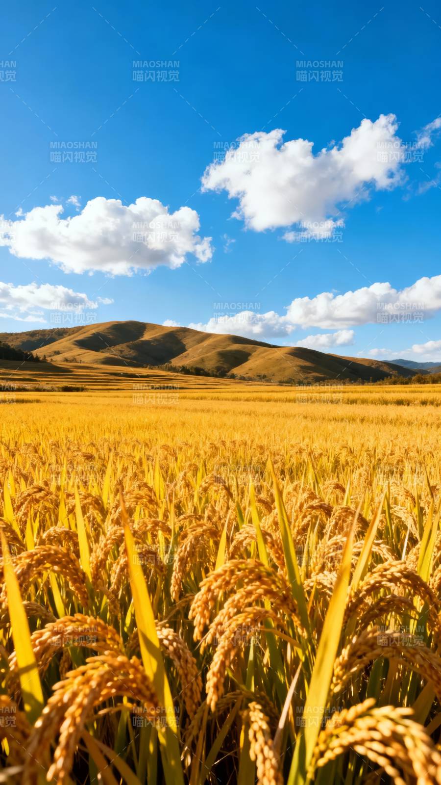 金秋稻田风光图片