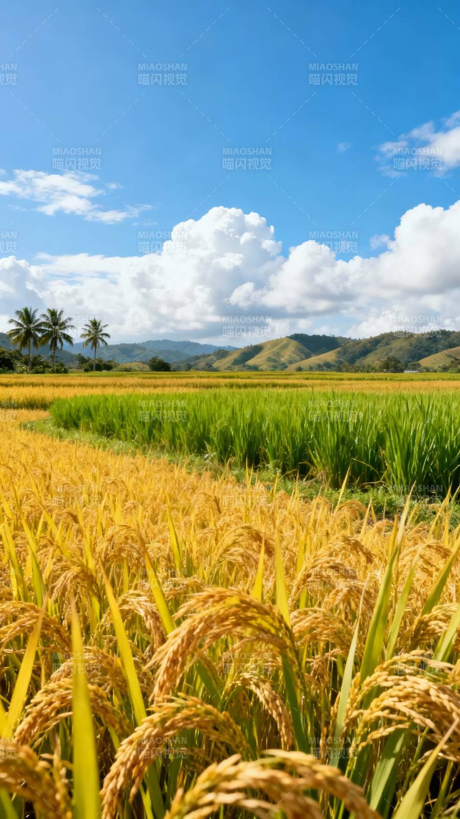 金稻田与蓝天图片