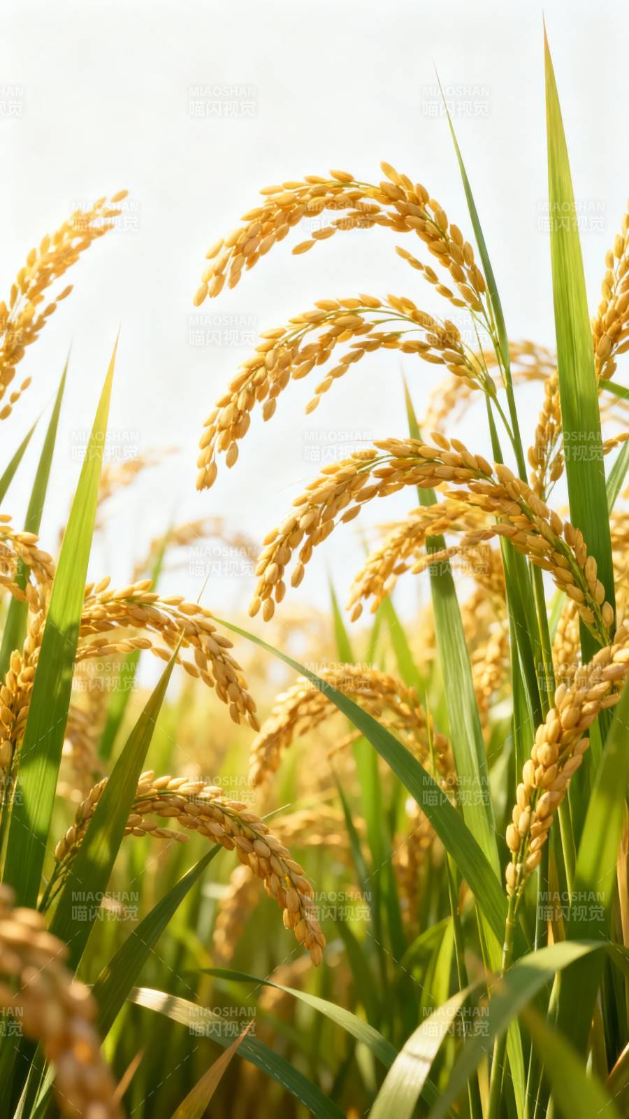 金稻迎风摇曳图片