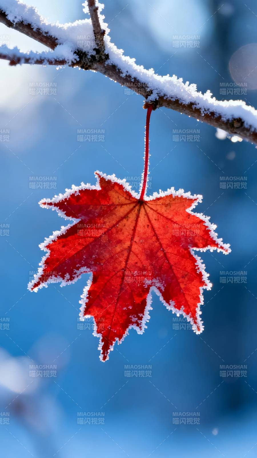 霜红枫叶挂枝头图片