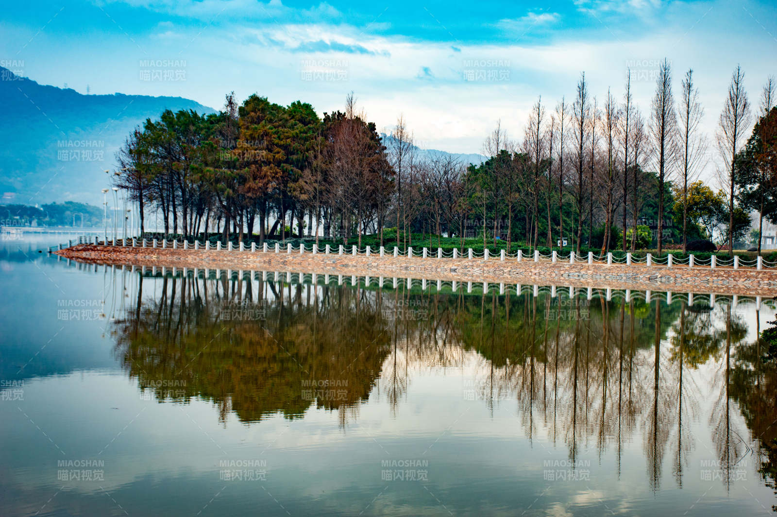 花海公园水杉图片