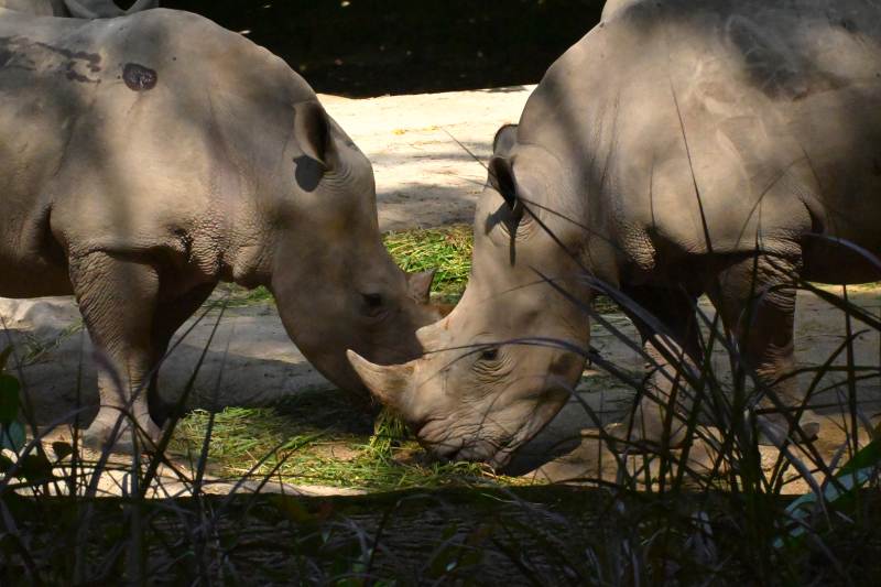 犀牛亲密互动图片